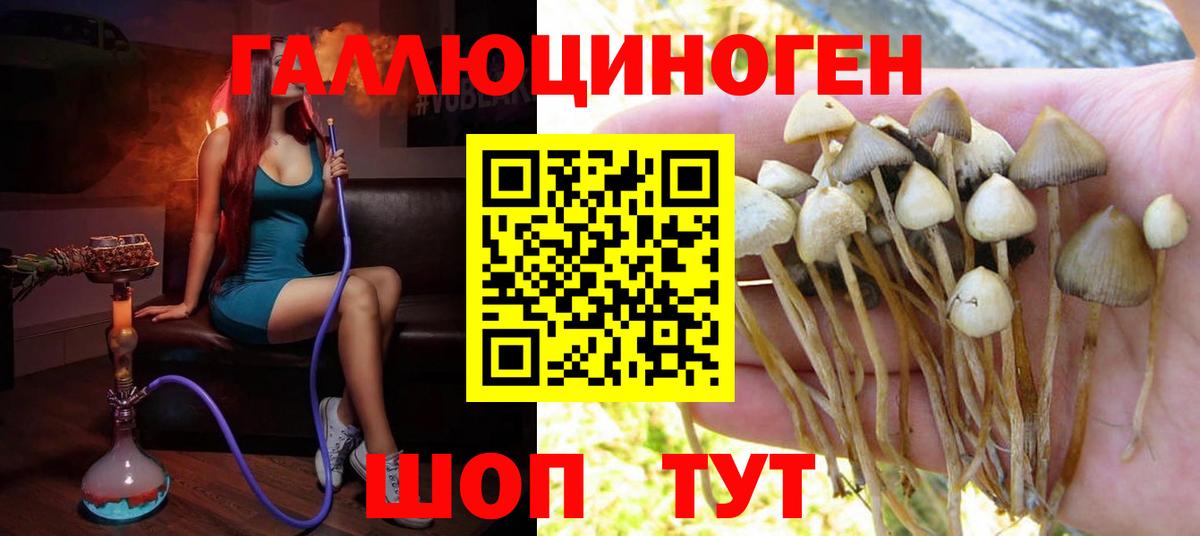 где можно купить   Вход с VPN  Волжский  Псилоцибиновые грибы прущие грибы 